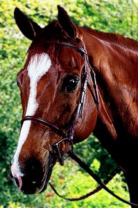 Square Raised Bridle with Flash