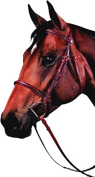 2206 Square Raised Self-Padded Bridle