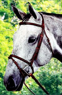 Plain Raised Bridle with Flash