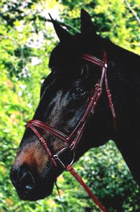 2208 Plain Raised Self-Padded Bridle witj Flash