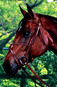 Figure of Eight Bridle