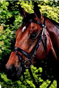 Snaffle Bridle w/Self-Padded Flash Caveson