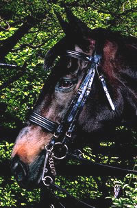 Double Bridle with "Crank" Caveson