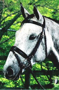 Snaffle Bridle with "Crank"  Flash Caveson