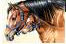 Horse Greeting Cards