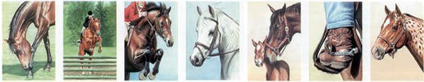 Horse Prints