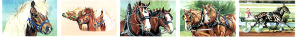 Horse Designs