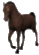 Walking Horse