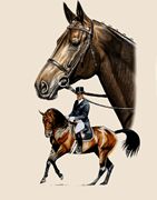 Dressage Elegance