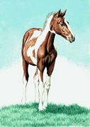 Paint Colt