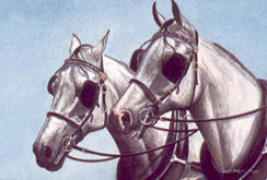 Two Grey Arabs in Harness